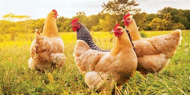 Gezen tavuğun foyası ortaya çıktı