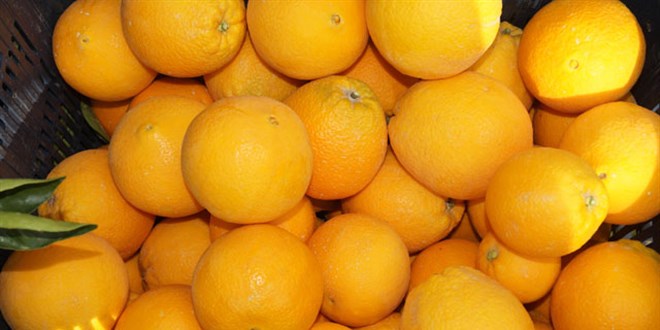 Korona ve dk rekolte portakaln fiyatn uurdu: Dalnda 4 lira