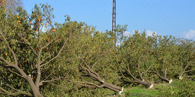 1000'in üzerinde ağaç kesildi, mirasçılar nöbete başladı