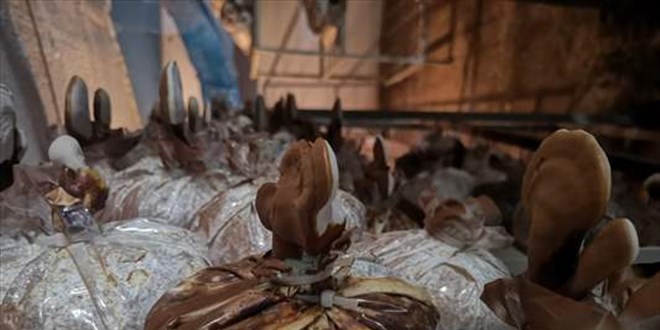 Ölümsüzlük mantarı altından pahalı