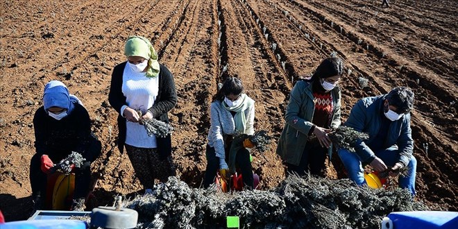 Devlet desteğiyle dikilen lavantalar geçim kaynağı oldu