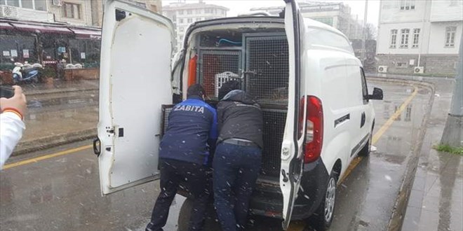 Zabıta, görev yerinde üşümüş halde bulduğu köpeği bakım merkezine götürdü