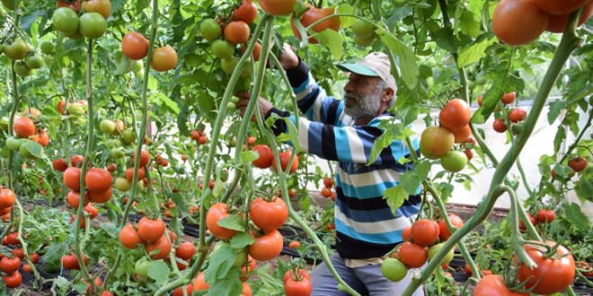 Tarla ile market arasındaki fiyat farkı üreticiyi çileden çıkardı