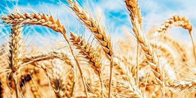 Türkiye neden buğday ithal ediyor? İşte cevabı