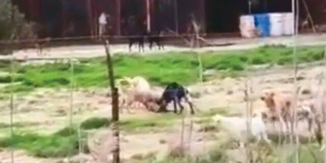 Belediyenin barınağında aç bırakılan köpekler birbirini yedi