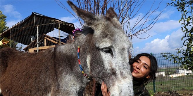 'Pamuk' isimli eşek İnci hemşirenin 'arkadaşı' oldu