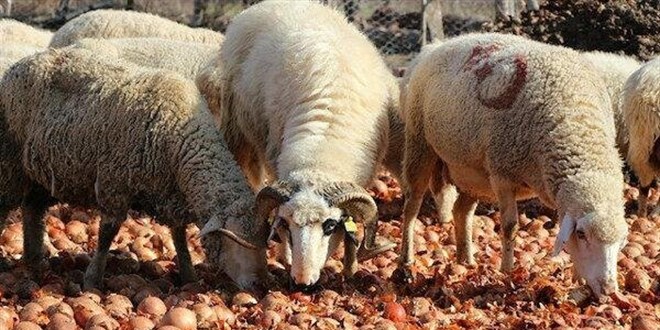 Soğan, fiyatıyla gündem olmuştu şimdi koyunlara yediriliyor