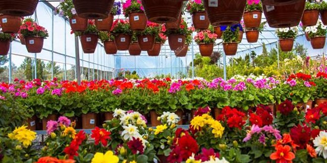 'Sevgililer Günü'ne bir gün kala çiçek satışları durgun