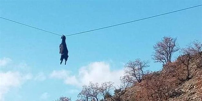 Boynuzu tellere takılan keçi havada asılı kaldı