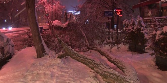 İstanbul'da yoğun kar yağışından dolayı ağaçlar devrildi