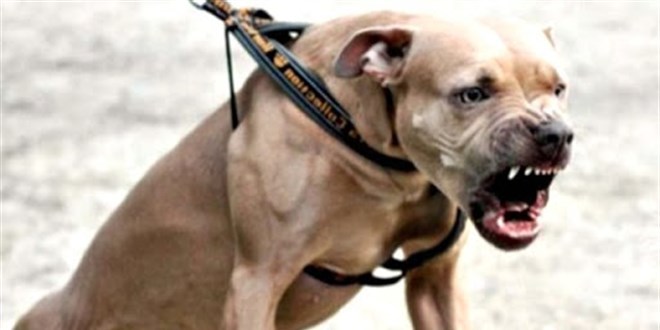 Pitbull köpeğiyle gezen kişiye yazılan ceza mahkemece uygun bulundu