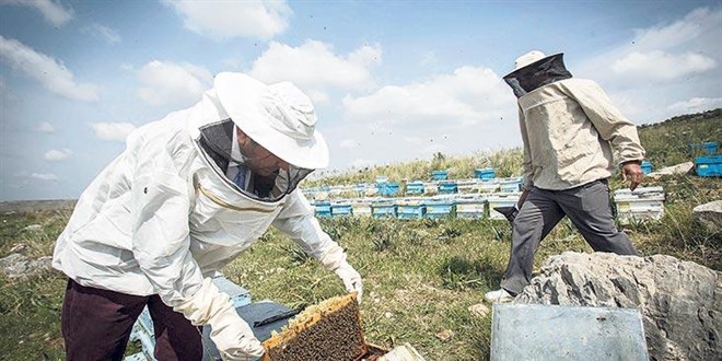Balda üretim azaldı, fırsatçılar çoğaldı