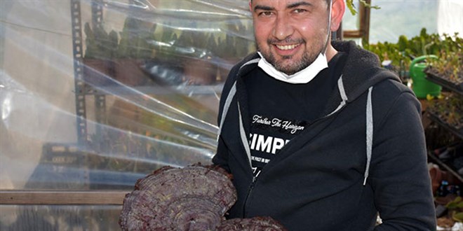 Marmaris'te doğal yetişen 'ölümsüzlük mantarı' kilosu 5 bin liradan satılıyor