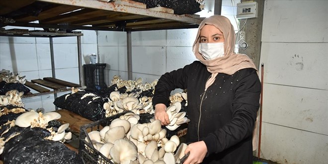 Mantar üretimine hobi olarak başladı, talebe yetişemiyor