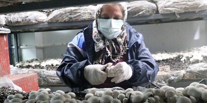 Nazire teyze 65 yaşında mantar yetiştiricisi oldu