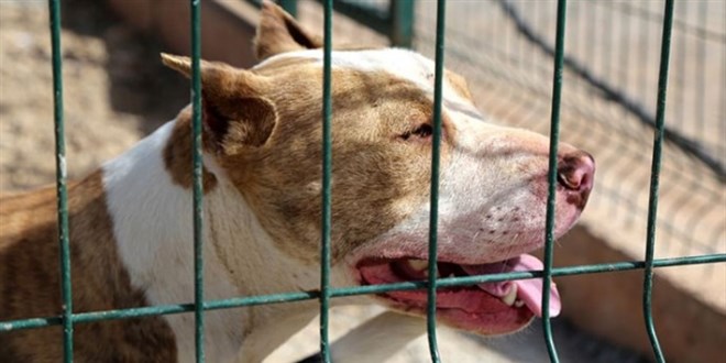 Köpek terörüne kim 'dur' diyecek?