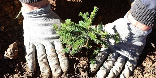 Aile Bakanlığı 81 ilde 'Mercan Ormanları' oluşturacak