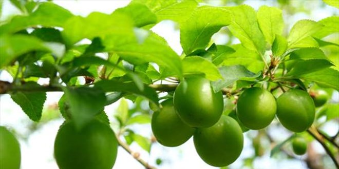 Erkenci erik kilogramı altınla yarışıyor