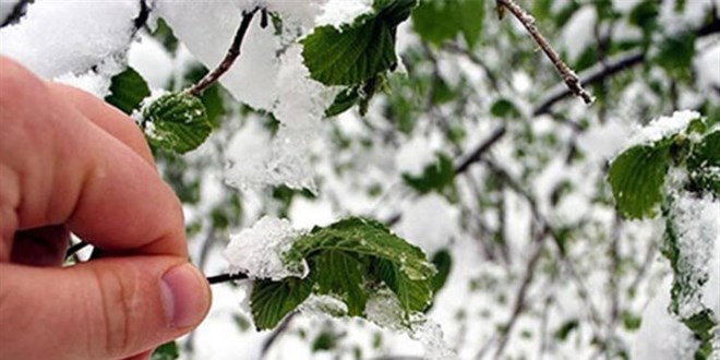 Meteorolojiden 5 bölgeye zirai don uyarısı