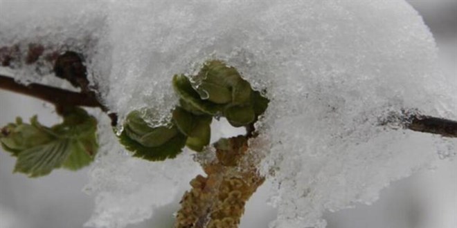 Meteoroloji'den 4 ilimiz için zirai don uyarısı