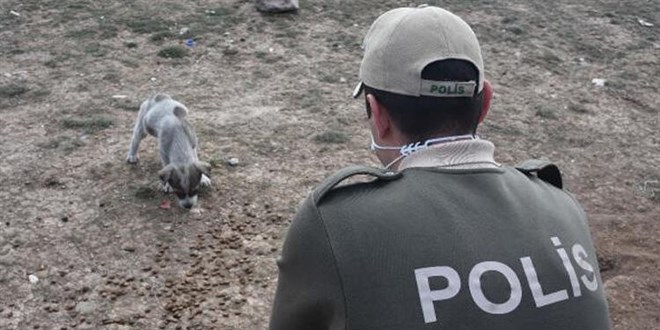 HAYD polisleri, sokak hayvanlarna sahip kyor