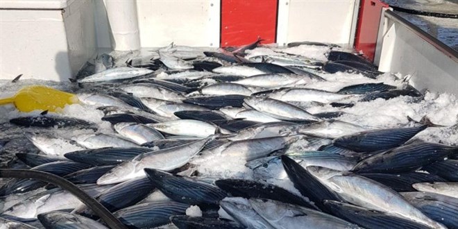 Karadeniz'de Mart ayında ağlara takılan palamut balıkçıları şaşırttı