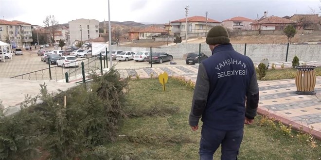 Vicdansızlığın böylesi görülmedi: Parktaki çam fidanları baltayla katledildi