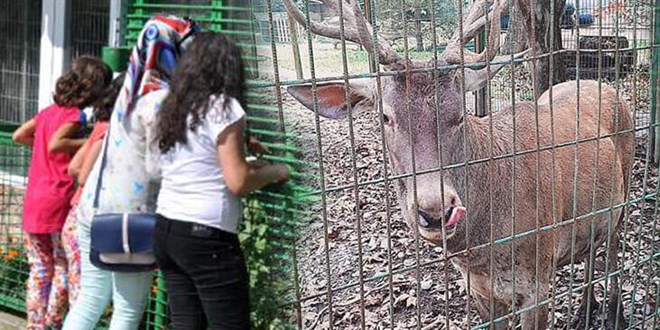 Hayvanat bahçesindeki geyiği kaçırıp yiyen 2 kişi tutuklandı