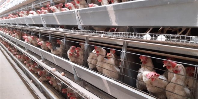 Yumurtanın fiyatını Başmakçı ilçesi belirliyor