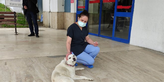 Kalp krizi geçiren sahibini 14 gün hastane kapısında bekledi