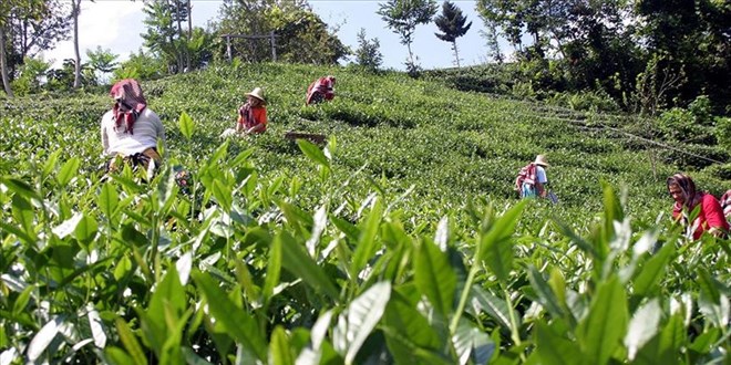 Rize'de çay üreticileri, sokağa çıkma kısıtlamasından muaf tutulacak