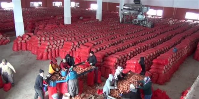 Erdoğan'ın müjdesi patates üreticilerini sevindirdi