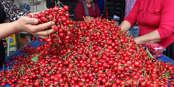 Sezonun ilk kirazı Manisa'da hasat edildi