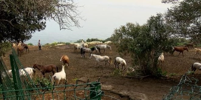 İBB'nin hibe ettiği kayıp atlara ilişkin yeni iddia