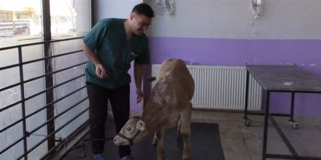 Kars'ta hayvanlarda virüs tespit edildi