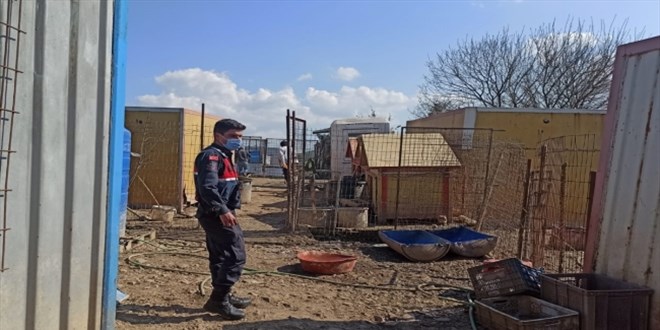 Kocaeli Valiliği: O köpekler koruma altına alındı