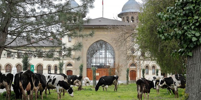 Kampüste çimler, biçilmek yerine büyükbaşlara yedirildi