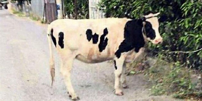 Boşandığı eşine inekli göndermeye ceza!