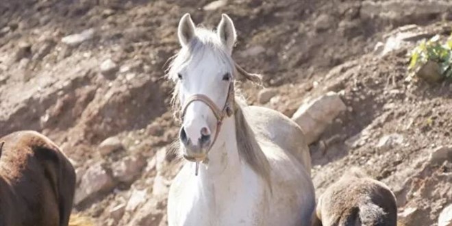 Kayıp atları savcılığa bildiren müdüre 'ihmal' soruşturması