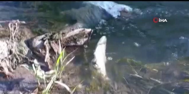 Osmaniye'de görülen toplu balık ölümleri nedeniyle inceleme başlatıldı