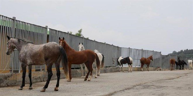 İBB'den 'kayıp at' açıklaması: Sorumluluk Bakanlıkta ve sahiplenenlerde