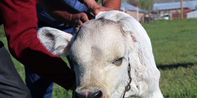 Sivas'ta tek kulaklı doğan buzağı görenleri şaşırtıyor