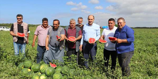 Adana'da karpuz hasadı başladı