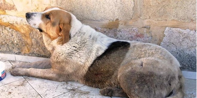 Tatil için gelen mühendis, mahallelinin baktığı 'şanslı'ya silahla saldırdı
