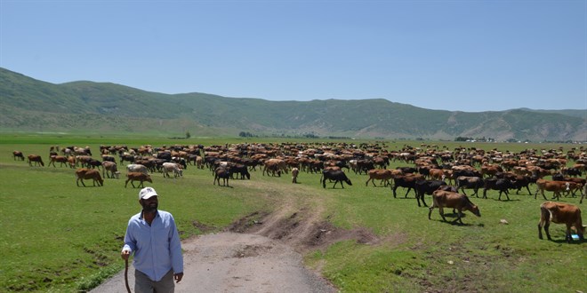 Devlet desteiyle bykba hayvan varl yzde 50 artt