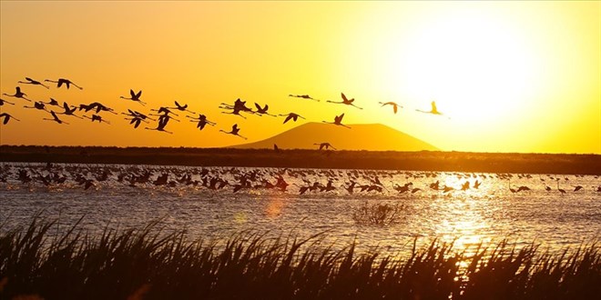 Akgöl sazlıkları flamingolarla ayrı bir güzelliğe büründü