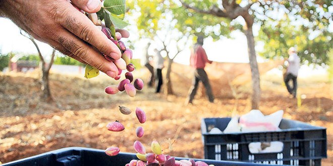 Antep fıstığına Karagöz korkusu