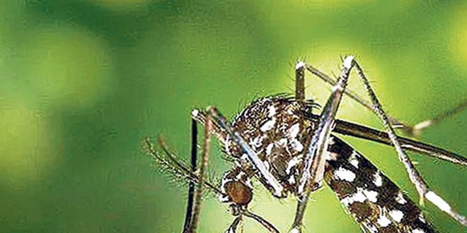 Koronada sonra Chikungunya alarm! Tedavisi bulunamad