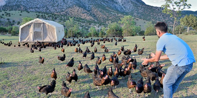 Tavuklarını 'gezen kümes' ile yaylaya çıkarıyor