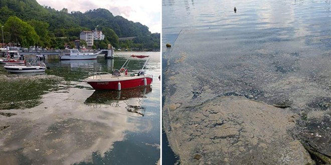 Deniz salyas Karadeniz'de